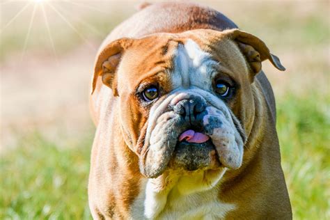 Are There Different Types Of English Bulldogs
