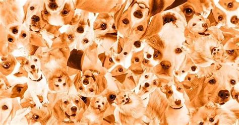 The Corgi Who Could Hide: Only a Genius Can Spot the Corgi in This ...