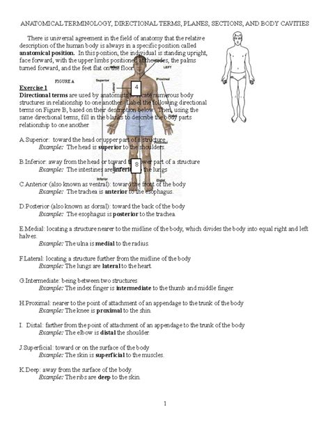 Anatomical Planes Worksheet