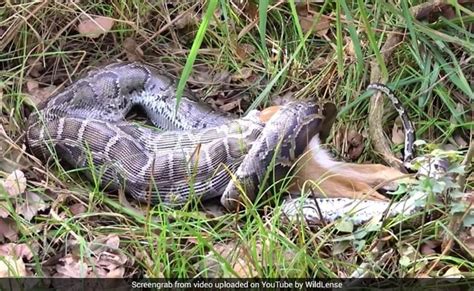 Image result for Python Swallowing a Deer