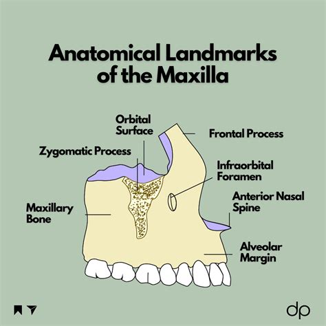 Maxilla Anatomy