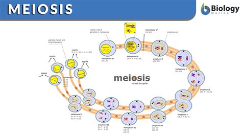 What Does Schematic Mean In Literature - Wiring Diagram