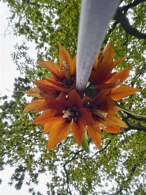 Java TheHut 的图像结果