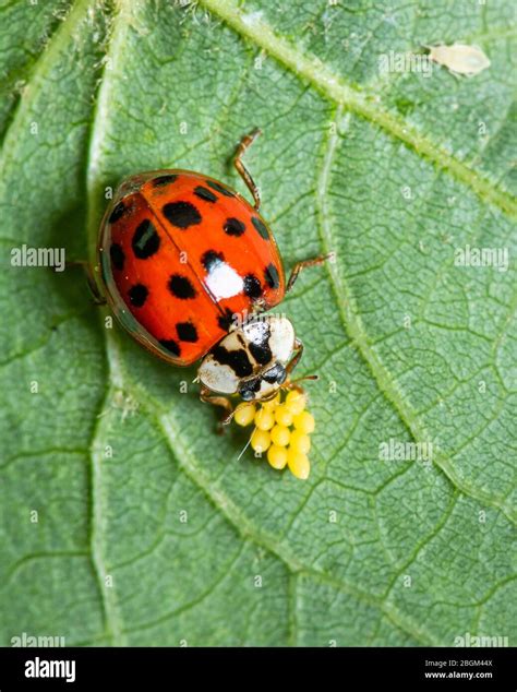 Ladybug Eggs