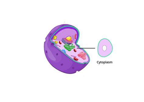 Image result for Structure and Function of Cytoplasm
