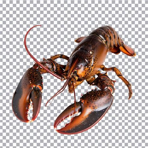 Whole lobster isolated on transparent background | Premium AI-generated PSD