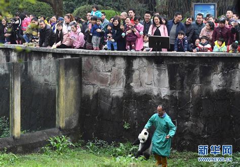 好治愈！熊猫基地新生熊猫幼崽亮相_观海新闻