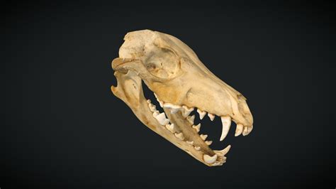 Falkland Islands Wolf (Warrah) Skull - 3D model by ThinkSee3D [da3e9cf ...