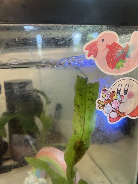 White stringy/fluffy stuff? | Caudata.org: Newts and Salamanders Portal