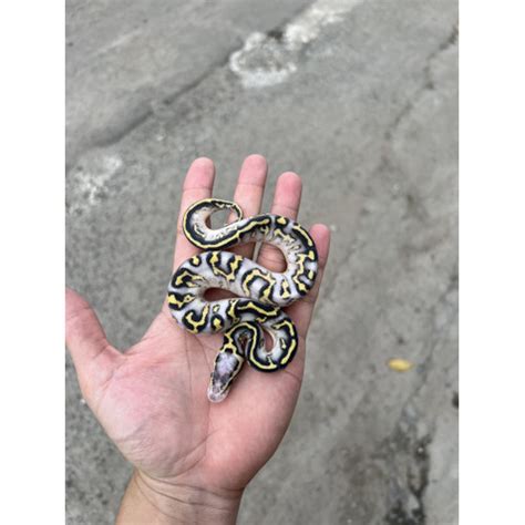 Highway Ball Python 的图像结果