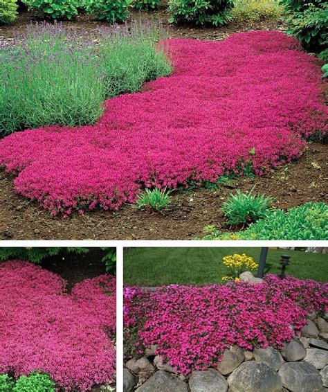 Red Creeping Thyme Lawn Alabama at Carl Cohn blog