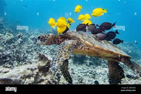 Image result for Cleaning Turtle Shell