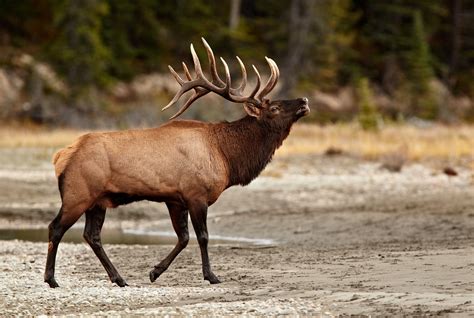 Elk Grove Unified Calendar - prntbl.concejomunicipaldechinu.gov.co