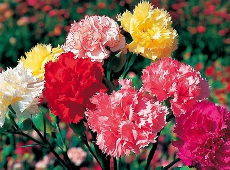 Carnation Chaubad Mix (dianthus caryophyllus) 2gm – SK Organic Farms