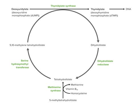 Image result for Folate DNA Synthesis