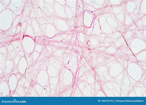 Areolar Connective Tissue Under The Microscope View. Royalty-Free Stock ...