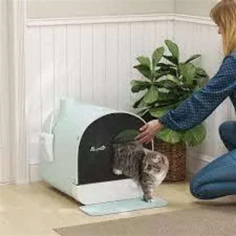 How to train your cat to use a litter box