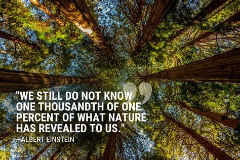 Inspirational Quotes About Mother Nature - One Tree Planted