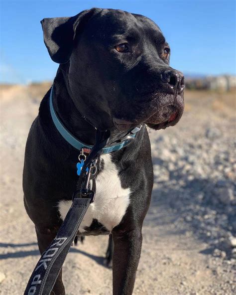 Great Dane Pitbull Mix: An Ultimate Guide on Great Danebull | Pets ...