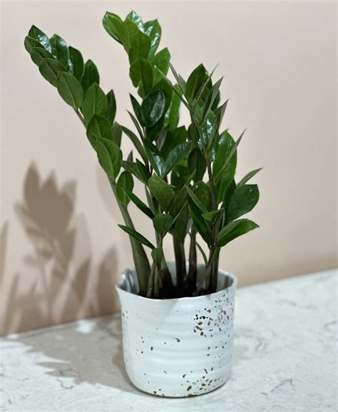 ZZ Plant (ZAMIOCULCAS ZAMIIFOLIA) | Red Square Flowers