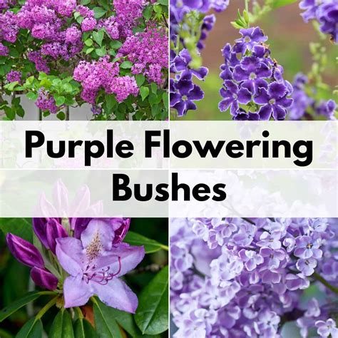 Purple Flower Bush Bloom at Jennifer Carranza blog