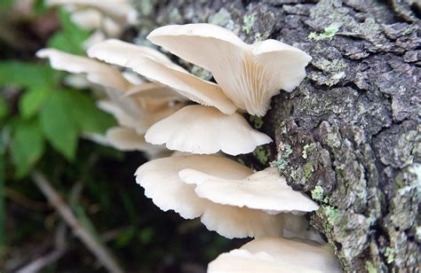 Oyster Mushrooms vs. Angel Wing Mushrooms - A-Z Animals