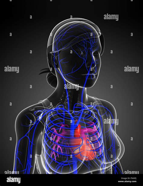 Science Human Body 的图像结果