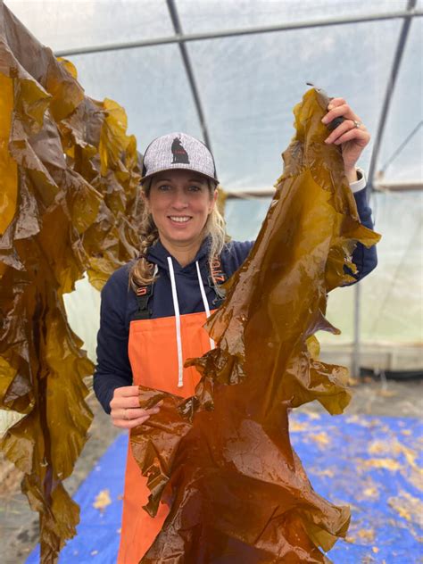 Our Kelp Farm - Cold Current Kelp