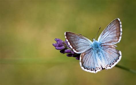 世界上最罕见的蝴蝶，传说其中一种蝴蝶甚至拥有穿梭阴阳的能力！|凤蝶|蝴蝶|眼蝶_新浪新闻