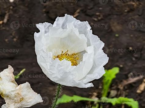 Opium poppy flower, in Latin papaver somniferum. Box of poppy seeds ...