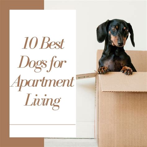The Canine Roommate: Top 10 Best Dog Breeds for Apartment Living ...