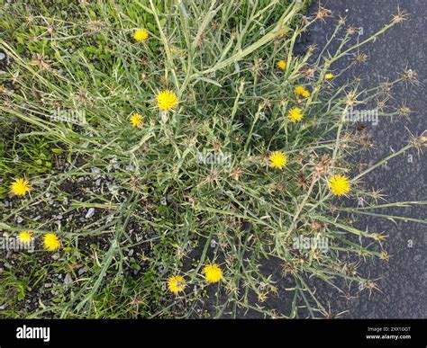 Yellow Star-Thistle (Centaurea solstitialis) Plantae Stock Photo - Alamy