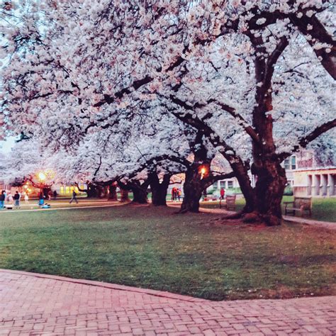 cherry blossoms in Seattle and around the world - An Emerald City Life