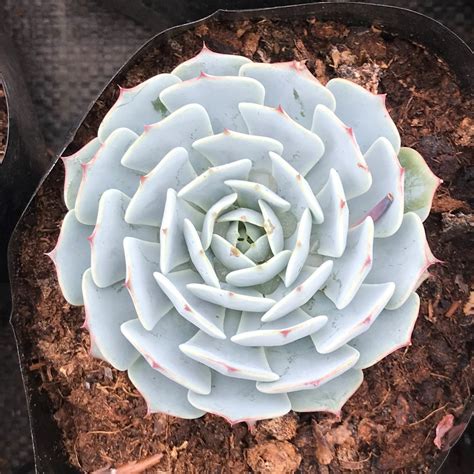 Echeveria Secunda - Gabbar Farms