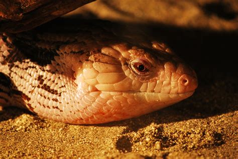 Image result for Reptiles Predators