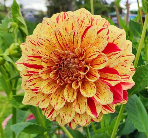 Dahlia Painted Madam aka Gloriosa – dahliasnz.com - who painted madame x