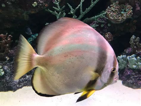 Poisson Tropical Stock Photos, Pictures & Royalty-Free Images - iStock