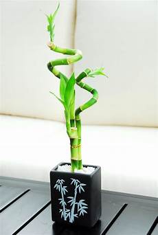 bambou en vase lucky bamboo harmony 19 99 featuring 2 curly and 1 bambou en vase lucky bamboo harmony 19 99 featuring 2 curly and 1