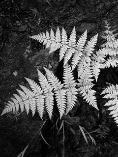 Download wallpaper 240x320 fern, black and white, plant, leaves old ...