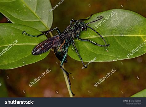 40 Pompiloidea 图片、库存照片和矢量图 | Shutterstock