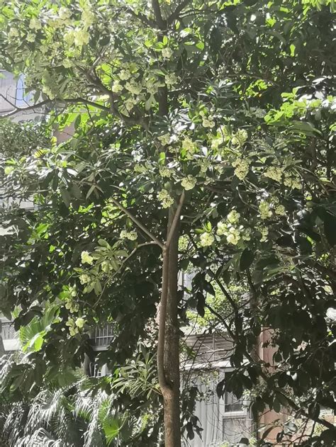 广东街头“臭树”集中开花引街坊吐槽，专家：这是糖胶树，有驱蚊功效_南方+_南方plus