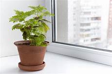 fiori da davanzale fiori conservati in vaso sul davanzale in un vaso coleus fiori da davanzale fiori conservati in vaso sul davanzale in un vaso coleus