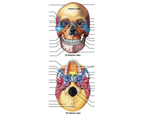 Anterior and Inferior Skull Bones Quiz