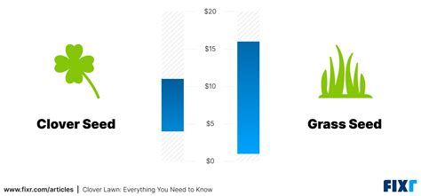 Clover Lawn: Everything You Need to Know | Fixr.com