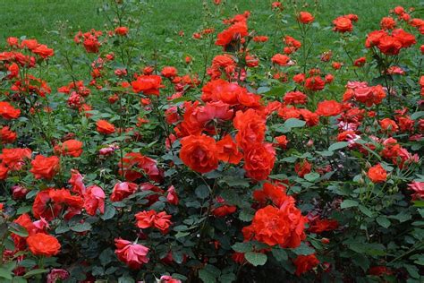 WHETSTONE PARK / PARK OF ROSES (2026) All You Need to Know BEFORE You ...