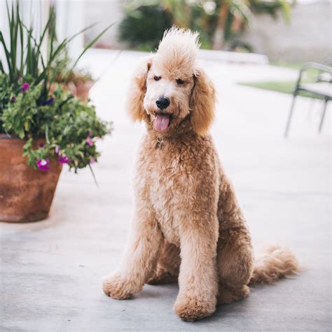 Standard Poodle Vs Golden Retriever at Blake Bittinger blog