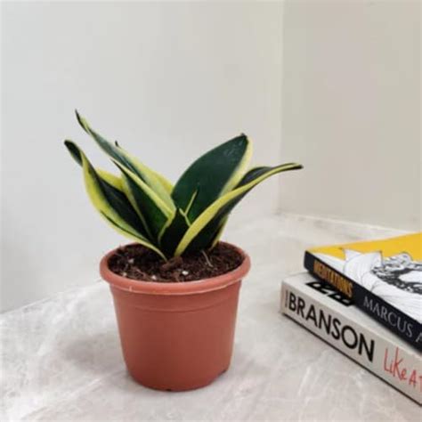 Cappl Sansevieria | Snake Plant (Pot Included) Air Purifier (Qty 5 ...
