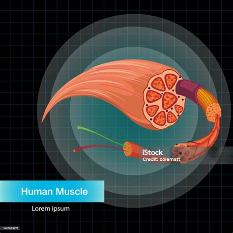 Image result for BioFlix Animation Muscle Structure