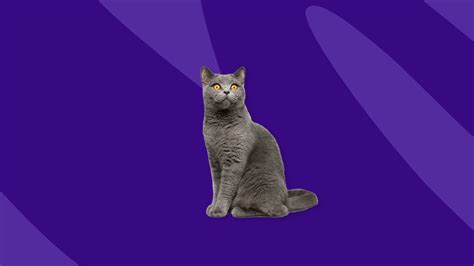 Gabapentin dosage for cats: Dosage and safety | SingleCare
