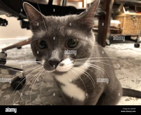 Beautiful grey tuxedo cat hi-res stock photography and images - Alamy